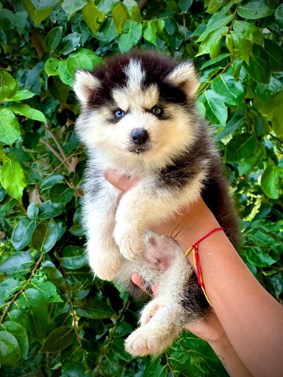 Buy Male Siberian Husky Puppy from  India